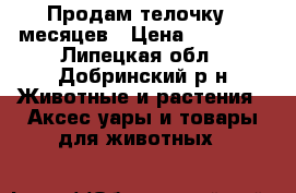 Продам телочку 8 месяцев › Цена ­ 20 000 - Липецкая обл., Добринский р-н Животные и растения » Аксесcуары и товары для животных   